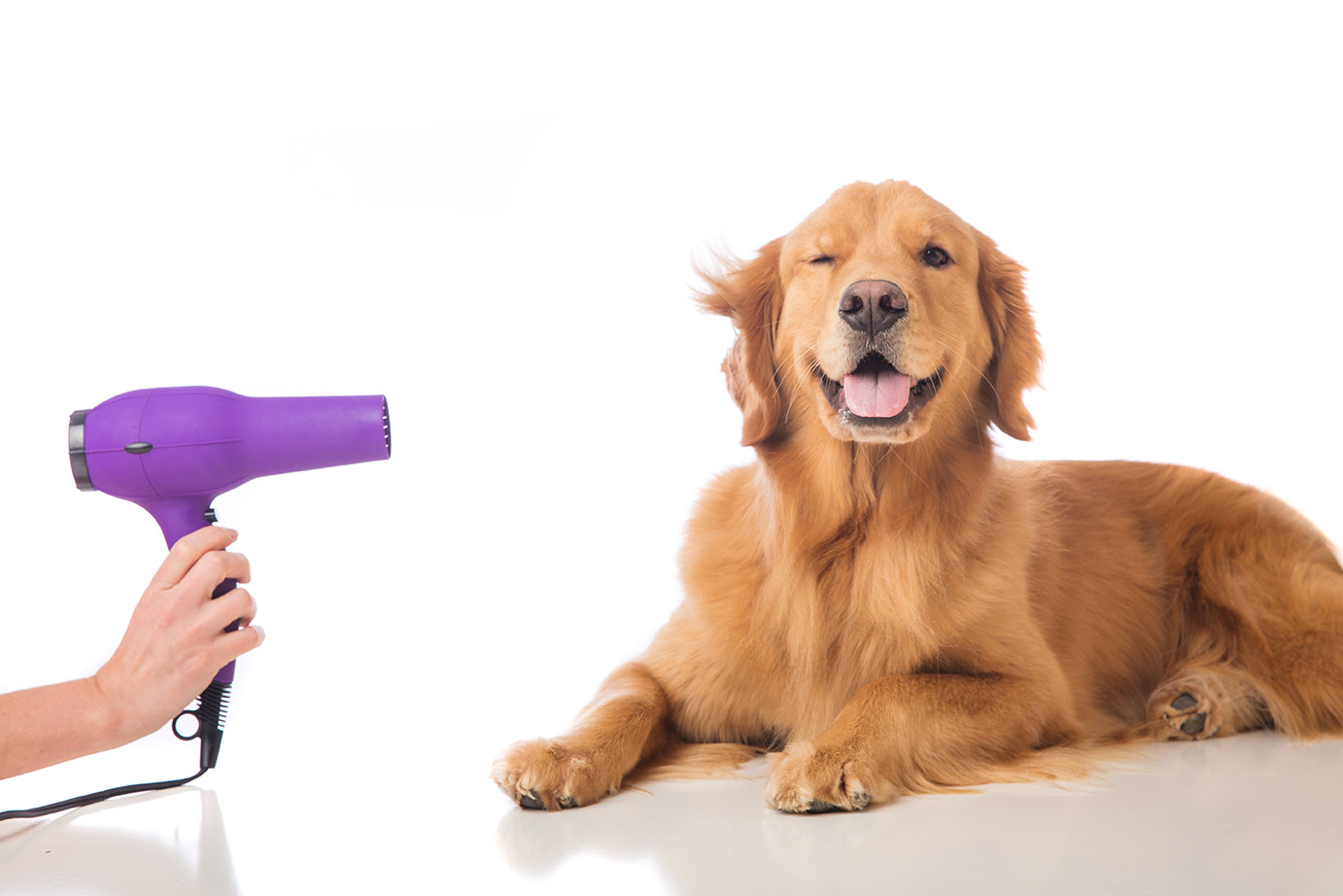 pet grooming products